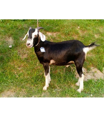  দেশী সাদা কালো ছাগল (25.05 KG) 