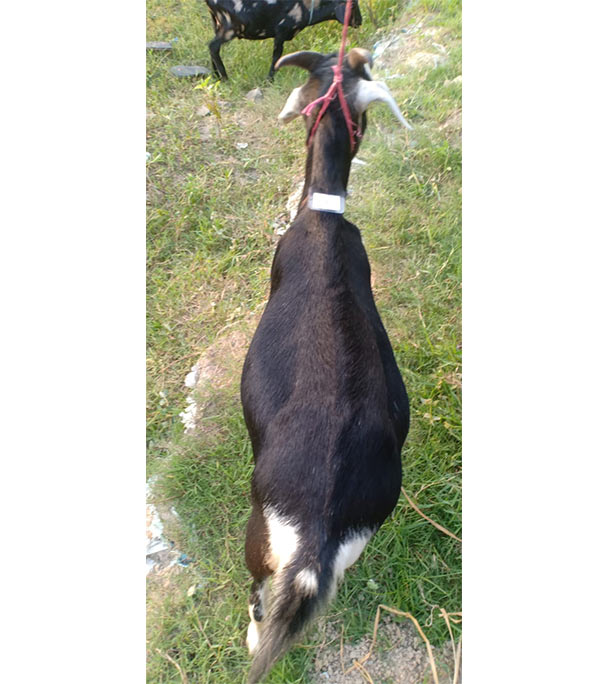  দেশী সাদা কালো ছাগল (25.05 KG) 