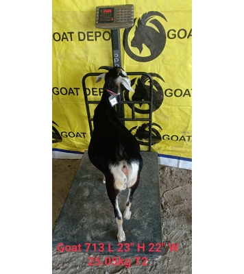  দেশী সাদা কালো ছাগল (25.05 KG) 