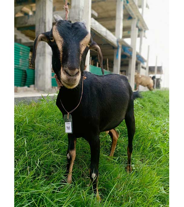 দেশী কালো ছাগল (21 KG)