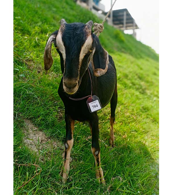 দেশী কালো ছাগল (23.95 KG)