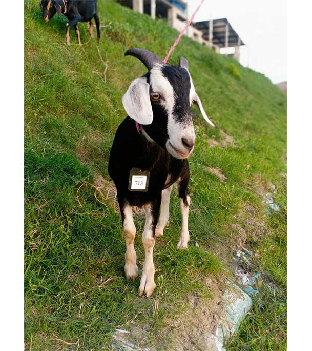 দেশী সাদা কালো ছাগল (25.05 KG)