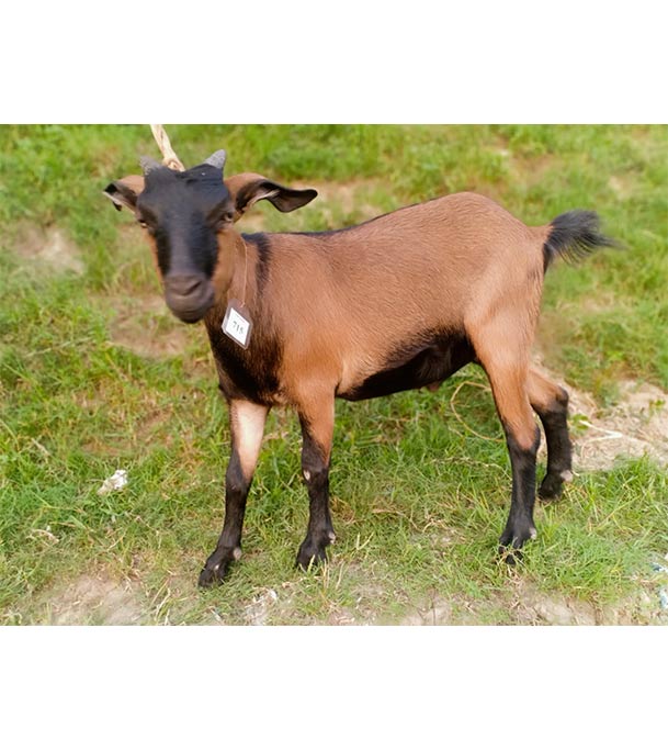 দেশী লাল ছাগল (21.25 KG)