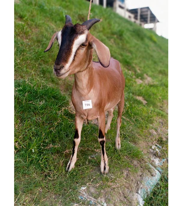 দেশী লাল ছাগল (22.4 KG)