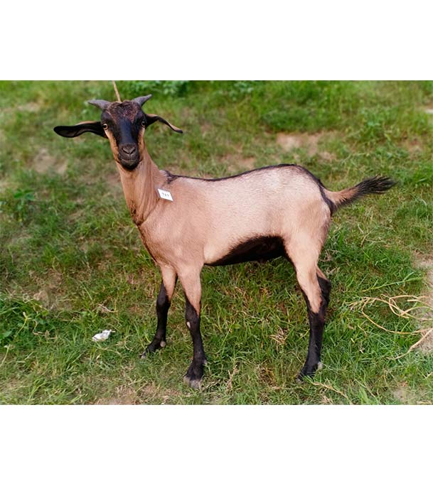 দেশী লাল ছাগল (21.7 KG)