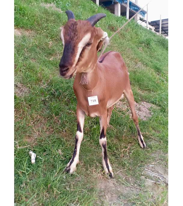 দেশী লাল ছাগল (21.6 KG)