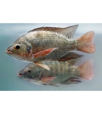Buy Telapia Fish (তেলাপিয়া মাছ) 1kg Online at Best Price