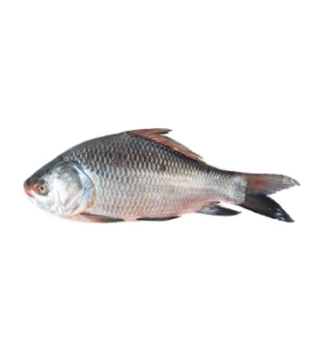 Buy Katol Fish 2-3 kg Online
