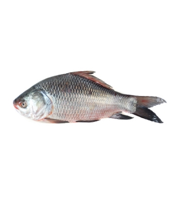 Buy Katol Fish 3-4 kg Online