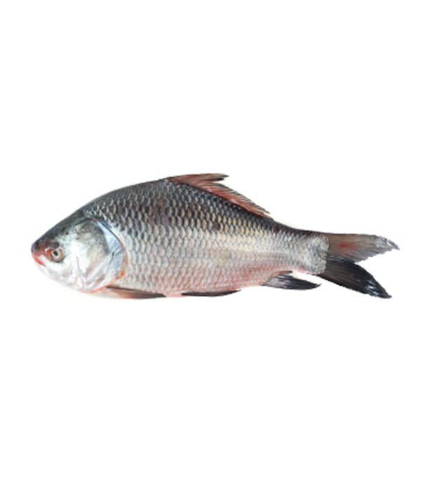 Buy catla-fish-70024 Online
