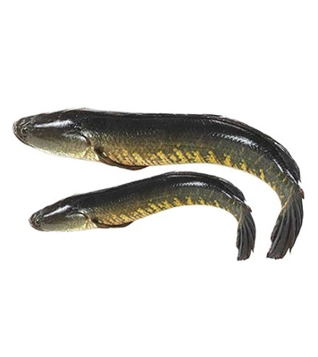 Buy Shoil Fish 500gm plus Online