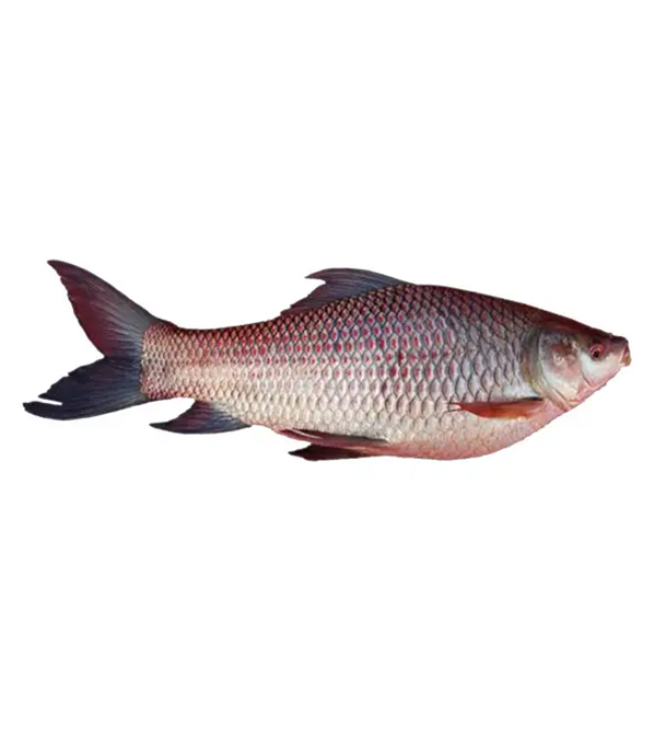 Buy rui-fish--4kg-7kg-70073 Online