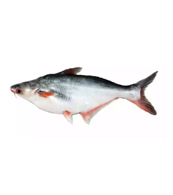 Buy Pangash Fish 2.7kg (100gmÃ‚Â±) Per Pieces Before Cutting Online at Best Price In Bangladesh