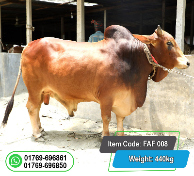 Buy Local Bull (দেশি ষাঁড়) 440KG at Best Price In Bangladesh