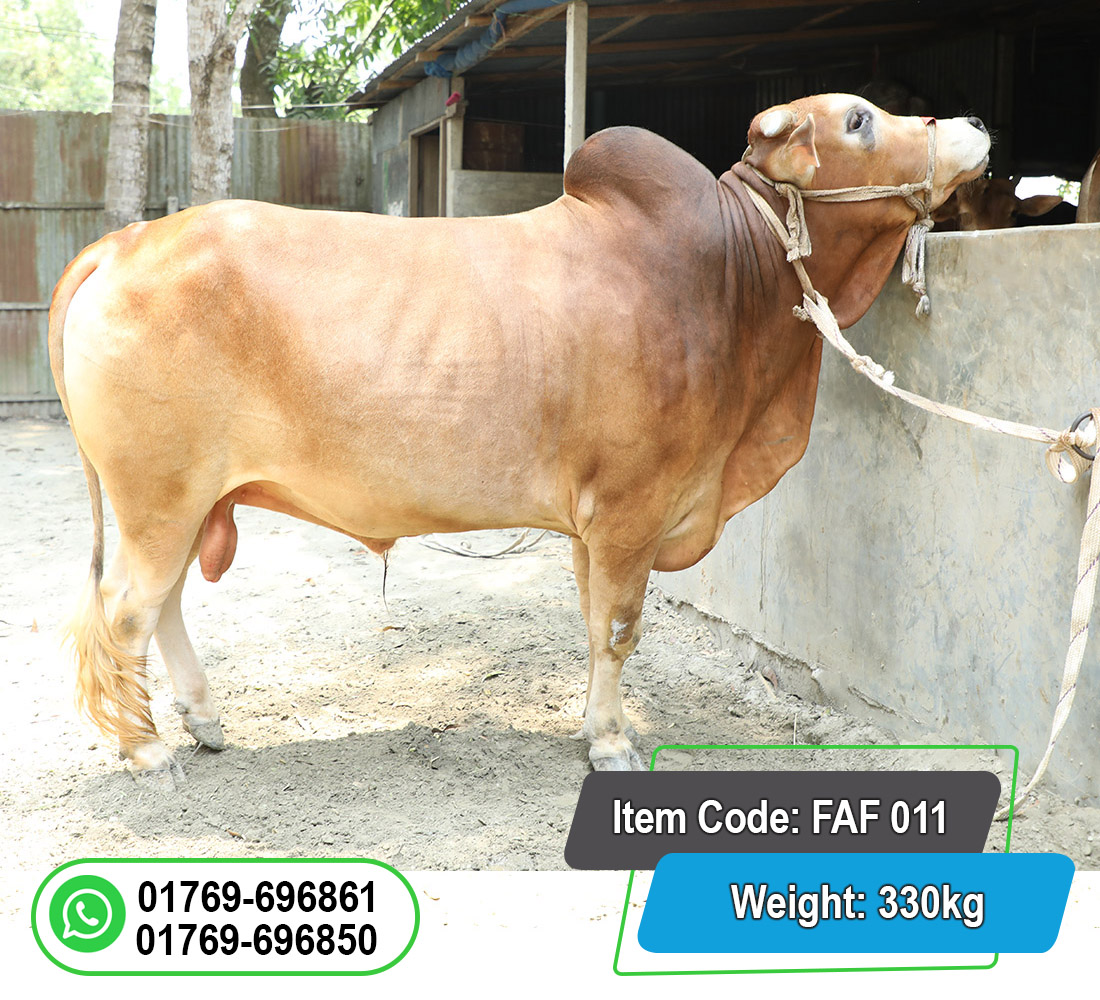 Picture of Local Bull (দেশি ষাঁড়) 330KG