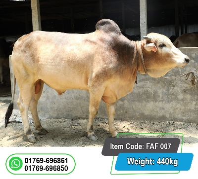 Picture of Local Bull (দেশি ষাঁড়) 440KG