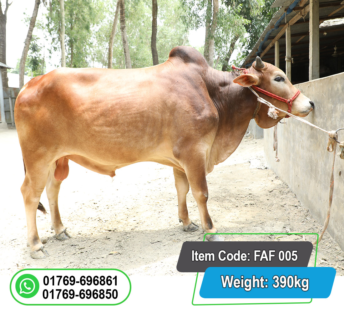 Picture of Local Bull (দেশি ষাঁড়) 390KG