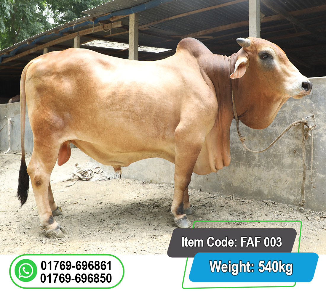 Picture of Local Bull (দেশি ষাঁড়) 540KG