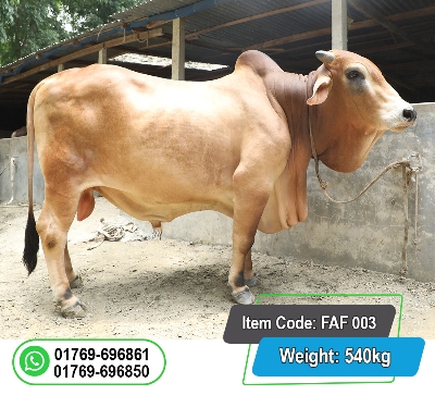 Picture of Local Bull (দেশি ষাঁড়) 540KG