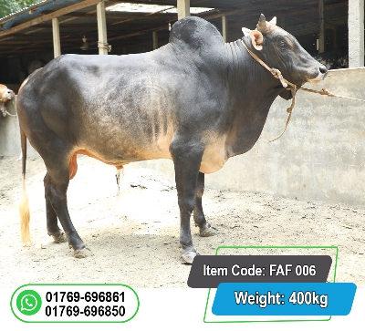 Picture of Local Bull (দেশি ষাঁড়) 400KG