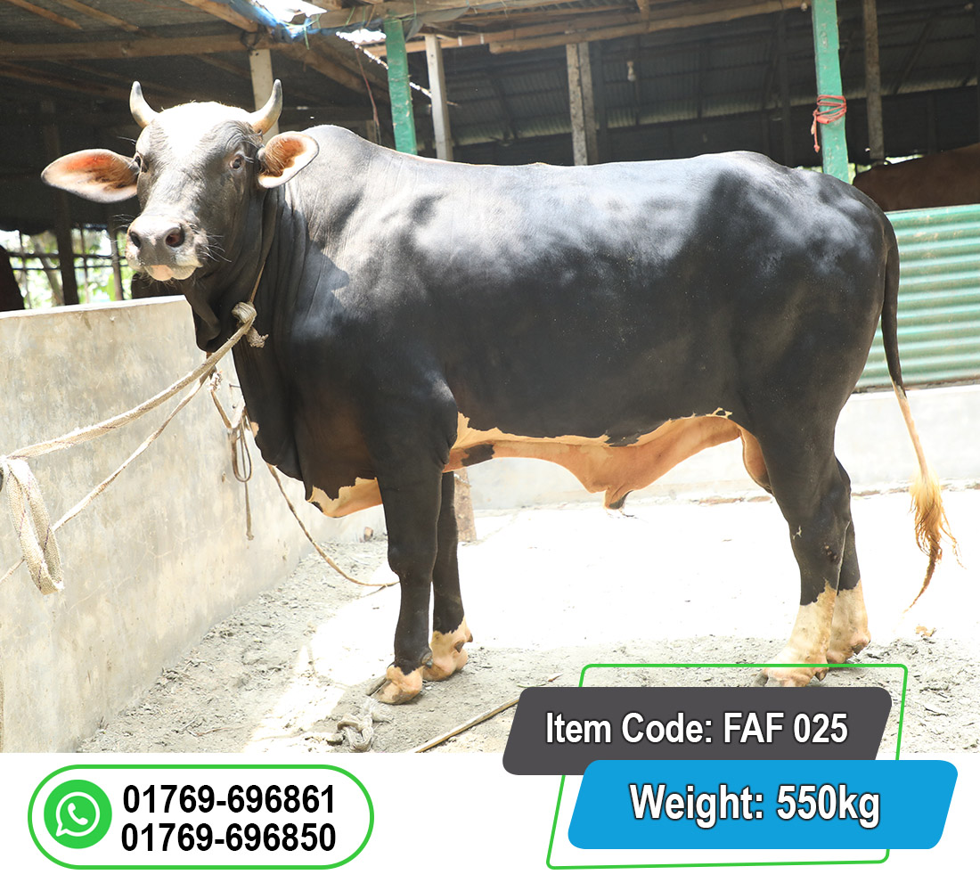 Picture of Local Bull (দেশি ষাঁড়) 550KG