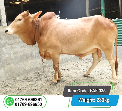Picture of Local Bull (দেশি ষাঁড়) 280KG