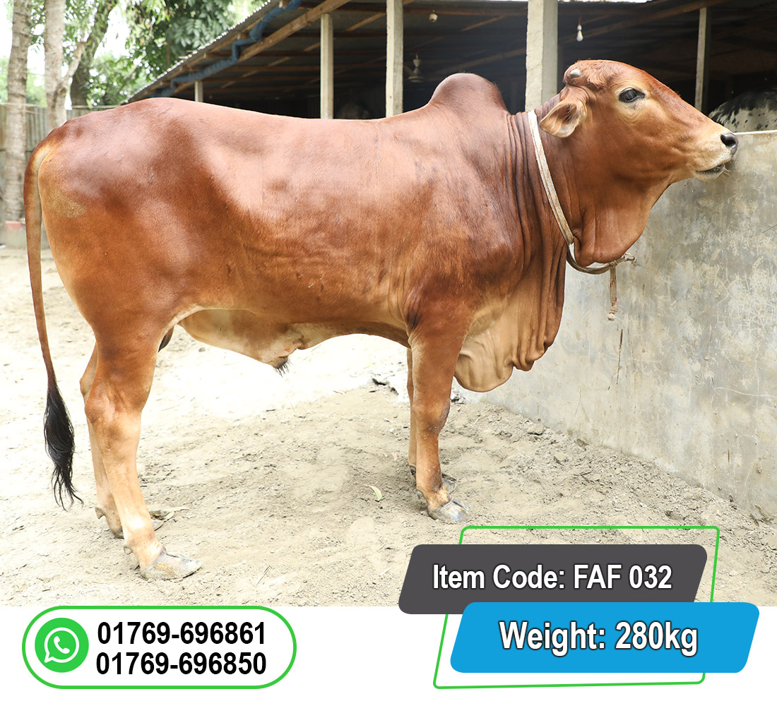 Picture of Local Bull (দেশি ষাঁড়) 280KG