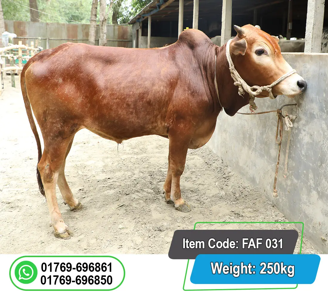 Picture of Local Bull (দেশি ষাঁড়) 250KG