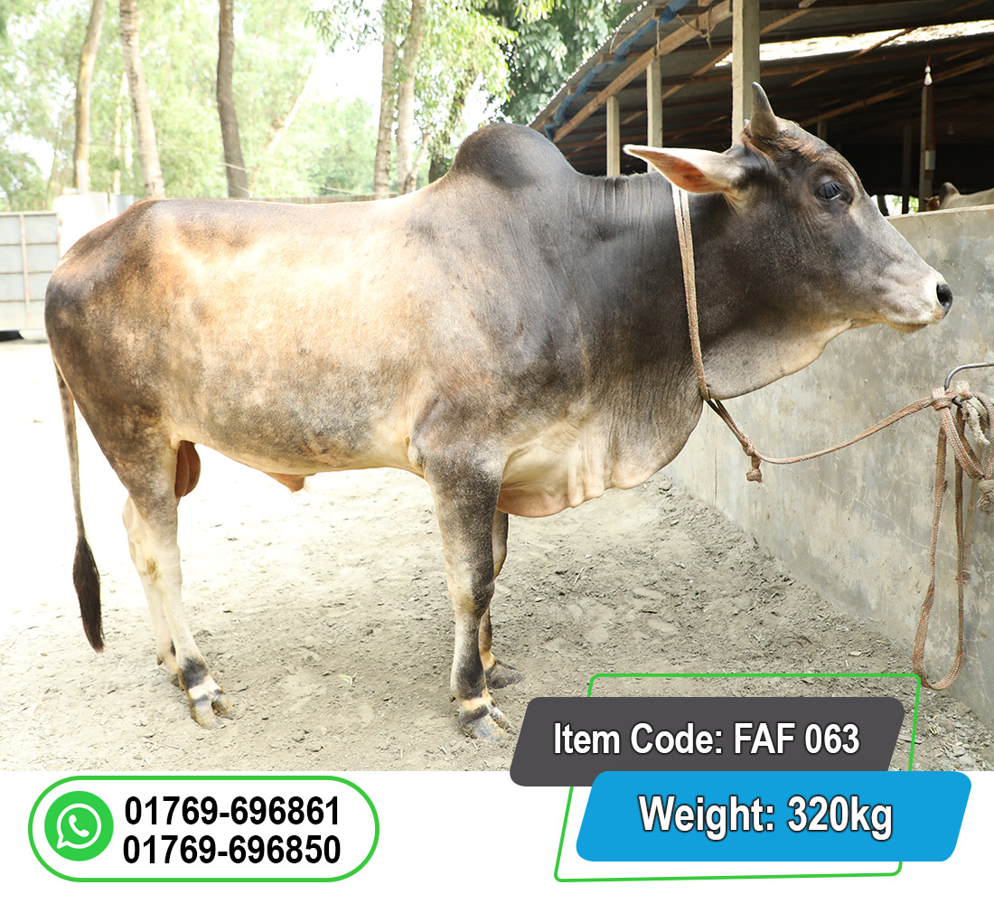 Picture of Local Bull (দেশি ষাঁড়) 320KG