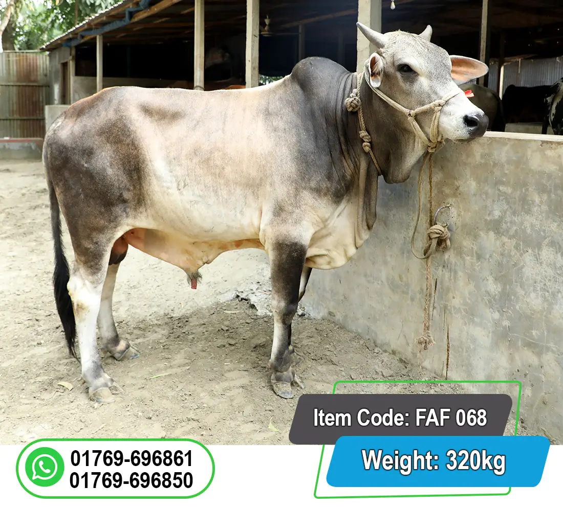 Picture of Local Bull (দেশি ষাঁড়) 320KG