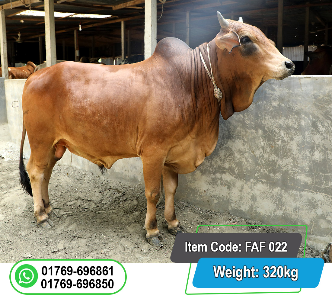 Picture of Local Bull (দেশি ষাঁড়) 320KG