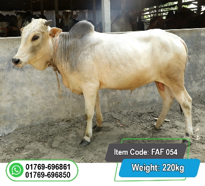 Picture of Local Bull (দেশি ষাঁড়) 220KG