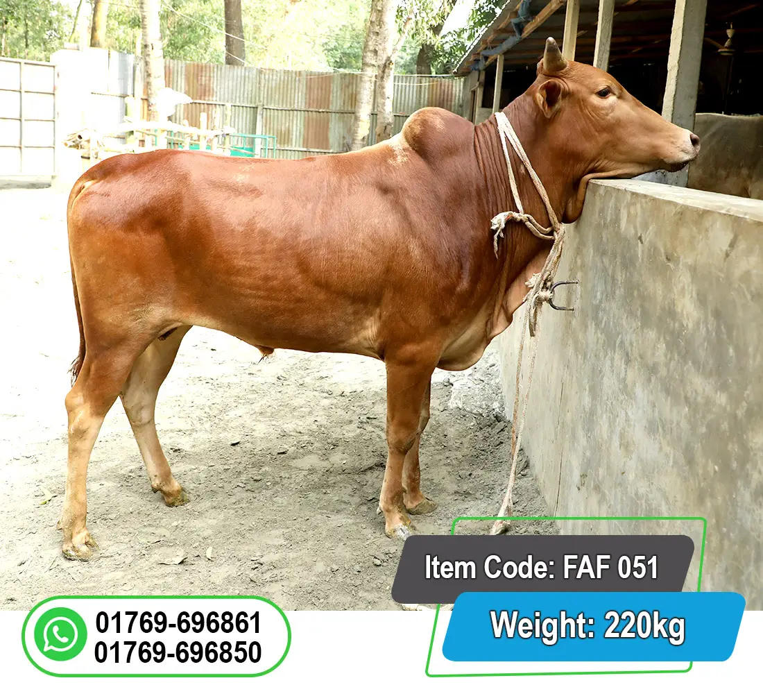 Picture of Local Bull (দেশি ষাঁড়) 220KG