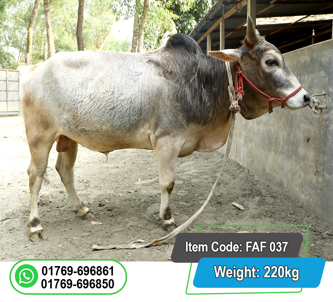 Picture of Local Bull (দেশি ষাঁড়) 220KG