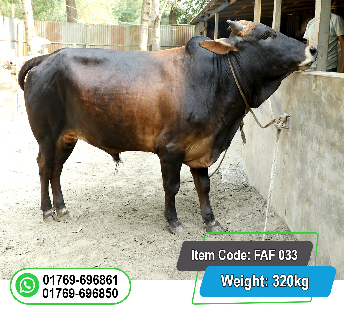 Picture of Local Bull (দেশি ষাঁড়) 320KG