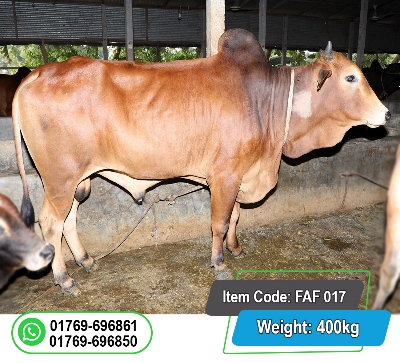 Picture of Local Bull (দেশি ষাঁড়) 400KG