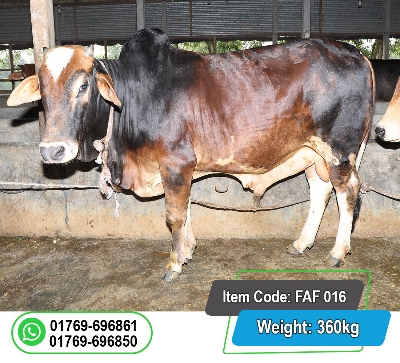 Picture of Local Bull (দেশি ষাঁড়) 360KG