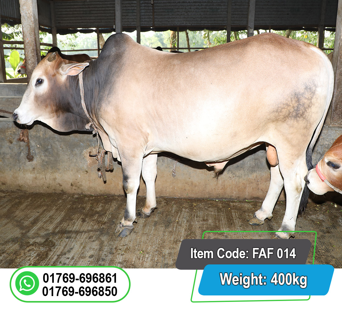 Picture of Local Bull (দেশি ষাঁড়) 400KG