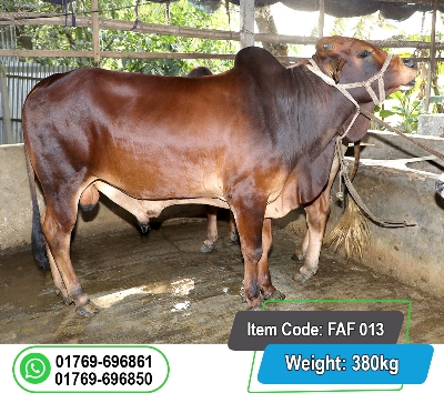 Picture of Local Bull (দেশি ষাঁড়) 380KG