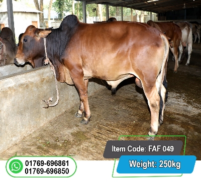 Picture of Local Bull (দেশি ষাঁড়) 250KG