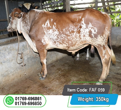 Picture of Local Bull (দেশি ষাঁড়) 350KG