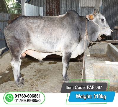 Picture of Local Bull (দেশি ষাঁড়) 310KG