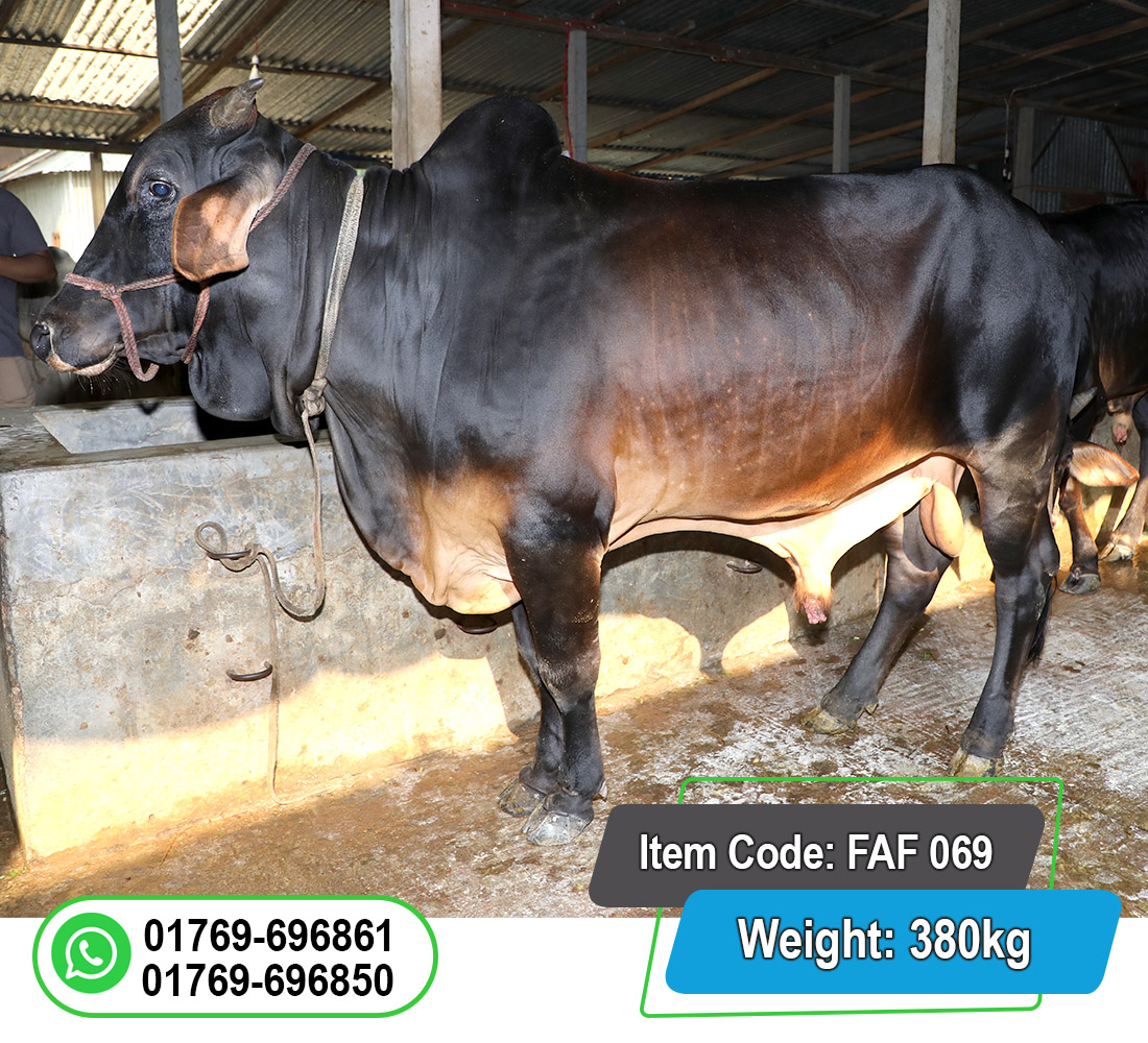 Picture of Local Bull (দেশি ষাঁড়) 380KG