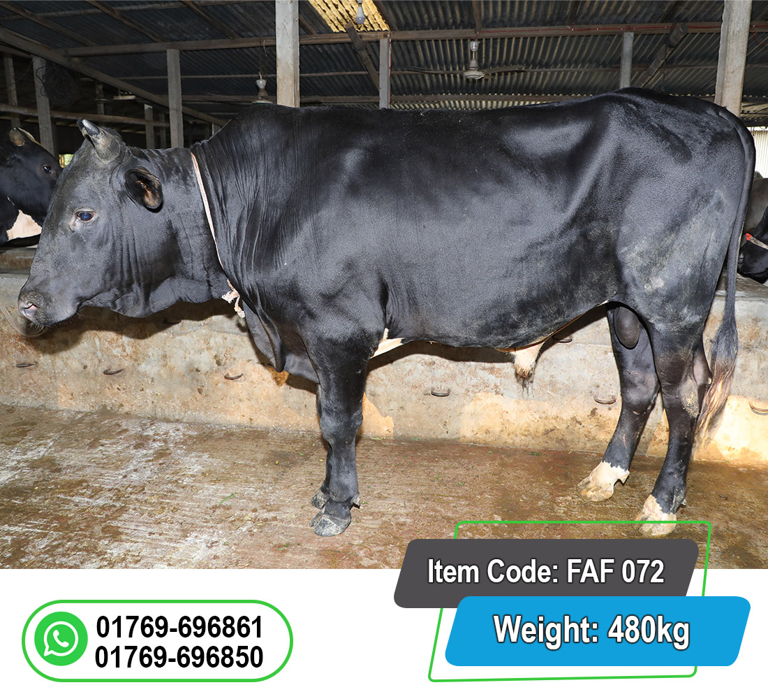 Picture of Local Bull (দেশি ষাঁড়) 480KG
