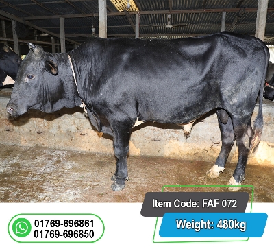 Picture of Local Bull (দেশি ষাঁড়) 480KG