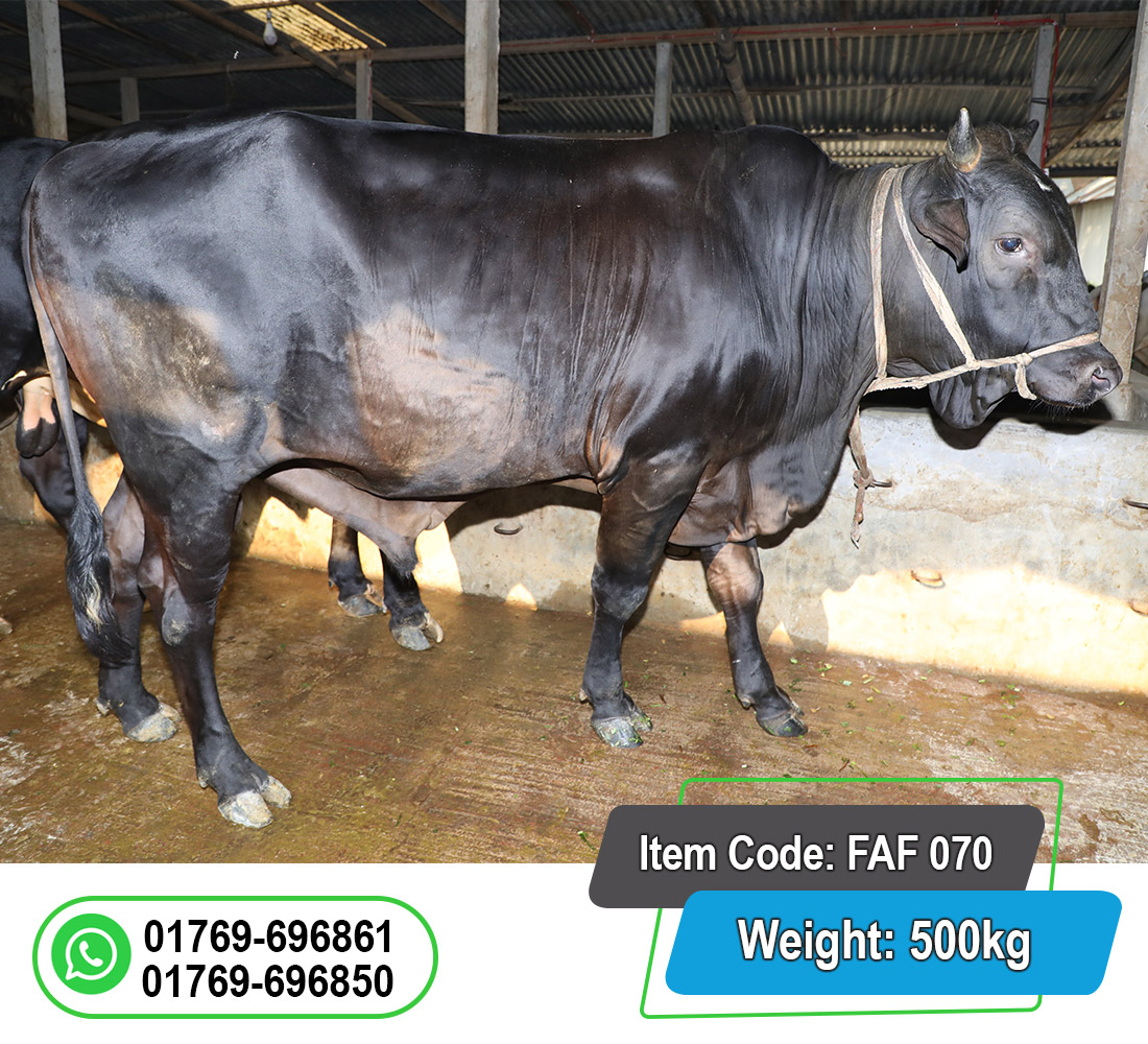 Picture of Local Bull (দেশি ষাঁড়) 500KG