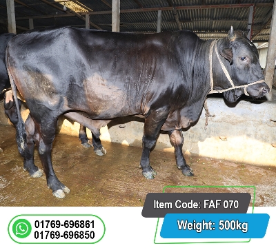 Picture of Local Bull (দেশি ষাঁড়) 500KG