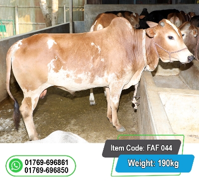 Picture of Local Bull (দেশি ষাঁড়) 190KG