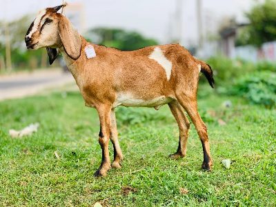 Buy দেশী ছাগল (25.5 KG)  At Best Price In Bangladesh