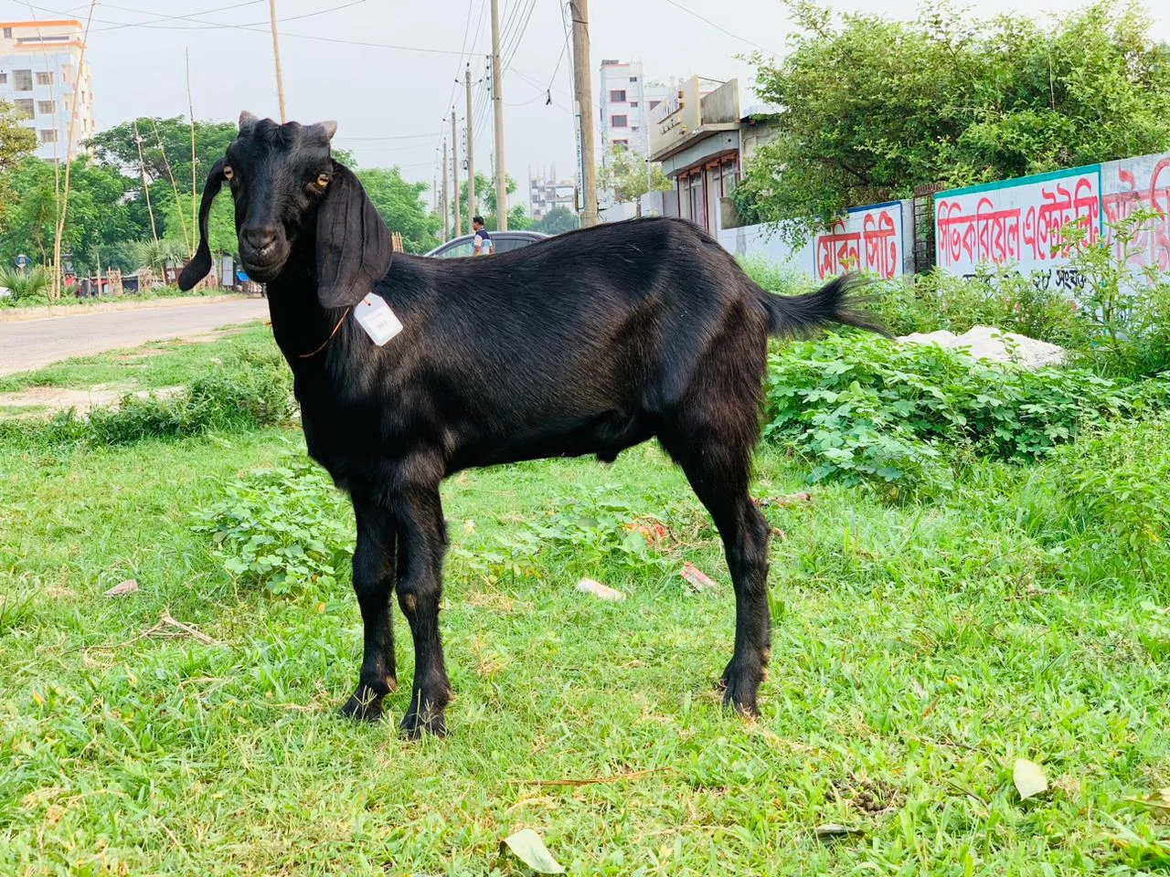 Buy দেশী ছাগল (21.8 KG)  At Best Price In Bangladesh